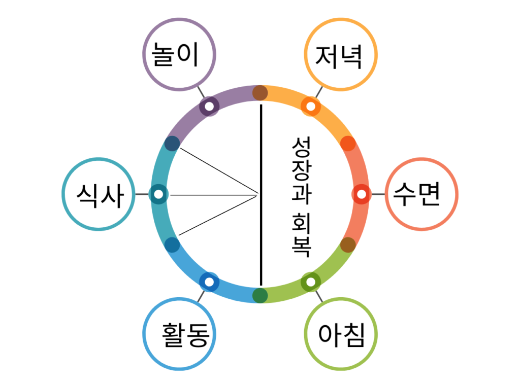 아침 → 활동 → 식사 → 놀이 → 저녁 → 수면 성장과 회복이라는 원형 하루 표